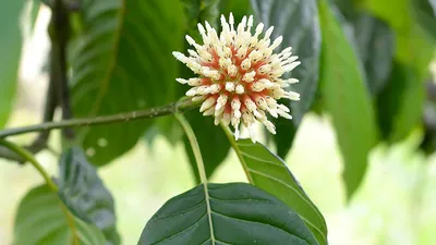 Kratom (Mitragyna speciosa)