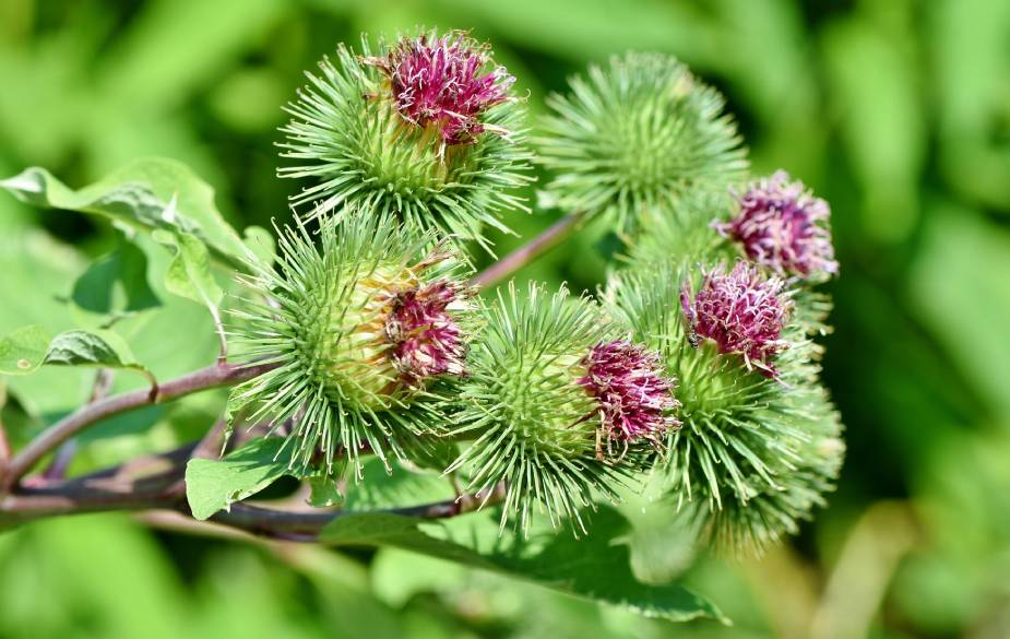 Burdock