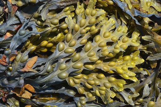 Fucus Vesiculosus