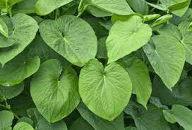 Kava (Piper methysticum)