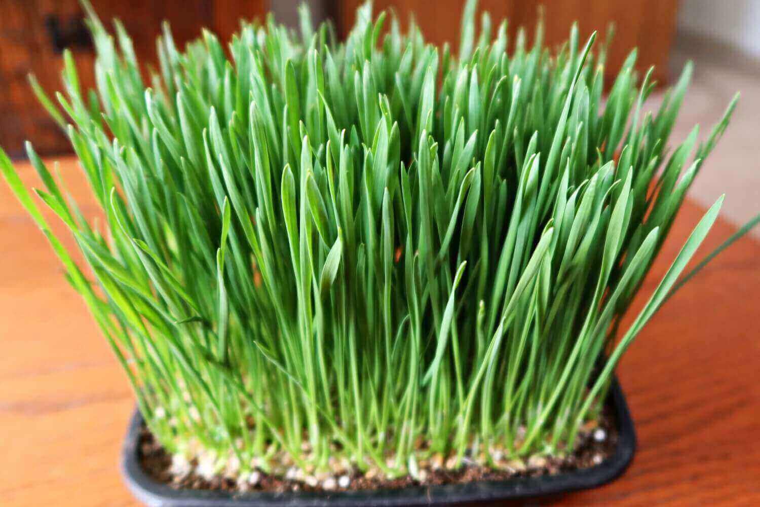 Wheat Grass