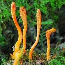 Cordyceps sinensis