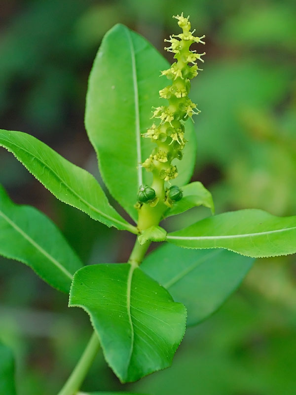 Stillingia sylvatica