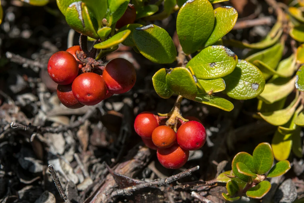 Arctostaphylos uva-ursi