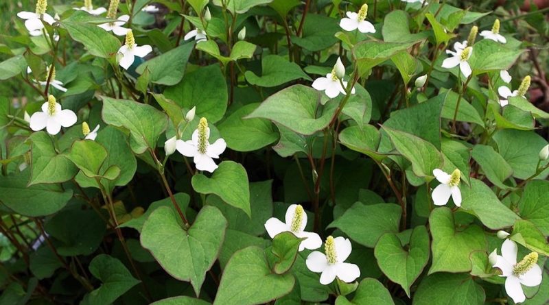 Houttuynia cordata