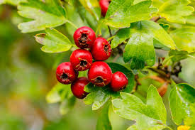 Hawthorn Berry