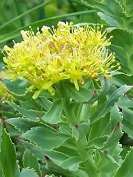 Rhodiola