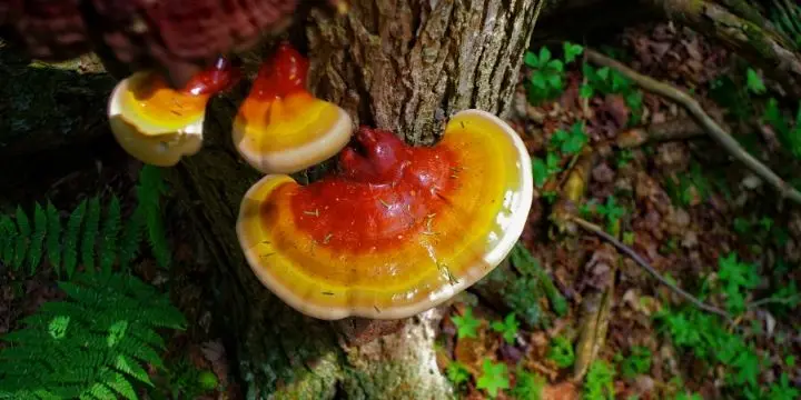 Reishi