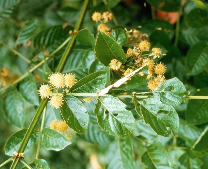 Uncaria tomentosa