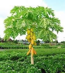 Papaya