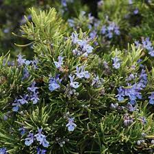 Rosemary