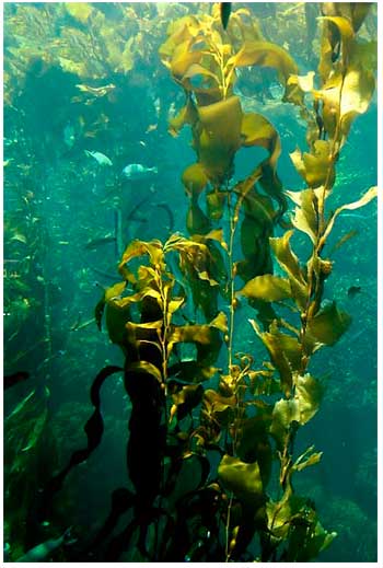 Kelp